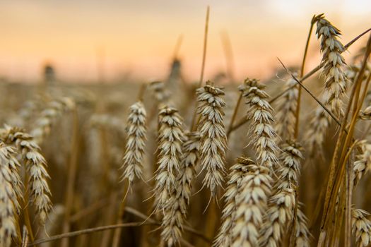 Close up of ripe wheat ears. Ripening ears of golden field. Agriculture scene of sun setting over the yellow meadow