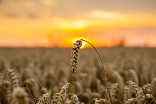 Scene of sunset on the agricultural field with golden ears of wheat in the summer with a cloudy sunset sky background. Landscape