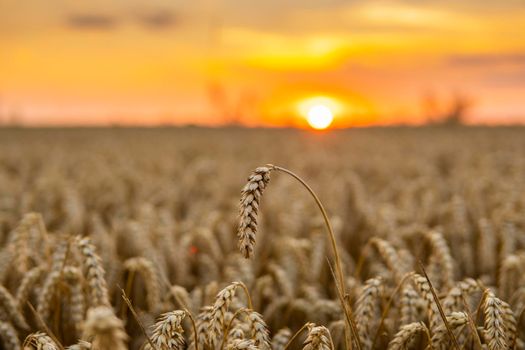 Scenic view at beautiful summer sunset in a wheaten field with golden wheat with a cloudy sunset sky background