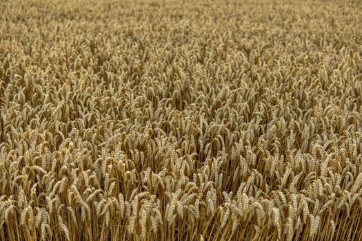 Agricultural field in a sunset. Golden ears of wheat on a field. Agriculture. Harvest