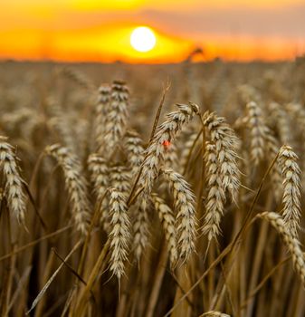 Agricultural field in a sunset. Golden ears of wheat on a field. Agriculture. Harvest