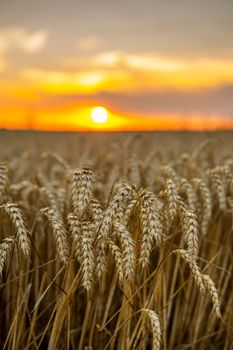 Agricultural field in a sunset. Golden ears of wheat on a field. Agriculture. Harvest