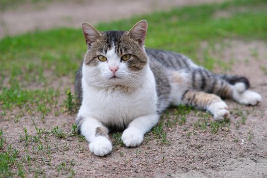 Spotted cat lies on green grass and rubble. The cat is in the yard.