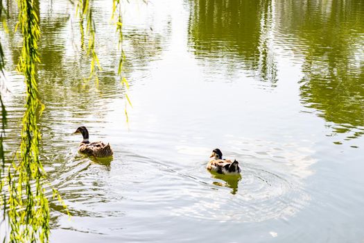 Ducks swiming in the pond in Mziuri park in Tbilisi, Georgia