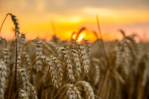 Majestic sunset over a wheat field. Wheat ears under sunshine at sunset. Wonderful rural landscape