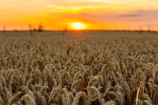 Scenic view at beautiful summer sunset in a wheaten field with golden wheat with a cloudy sunset sky background