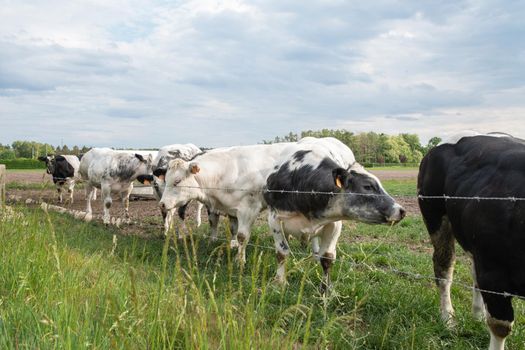 a group of beautiful multi-colored spotted black and white cows graze in a corral on green grass, a rural landscape in a village on the outskirts of the city, farming. High quality photo