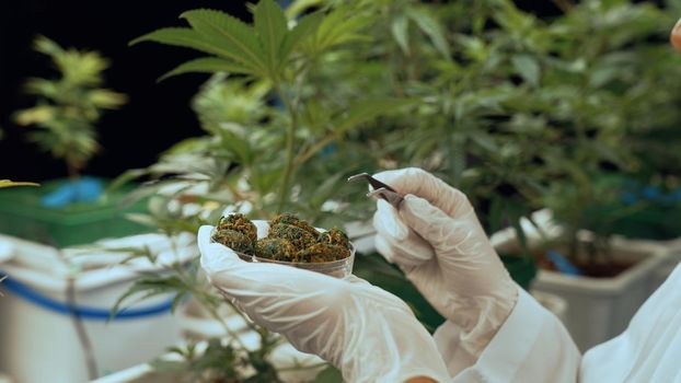 Scientist test cannabis product in curative indoor cannabis farm with scientific equipment before harvesting to produce cannabis products