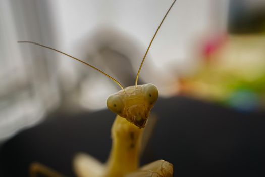 close-up of a yellow praying mantis macro photography