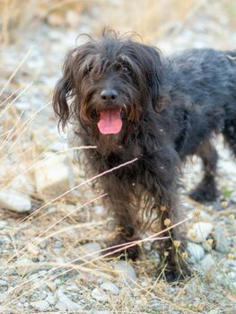 Cute terrier dog suffering from heat wave in europe