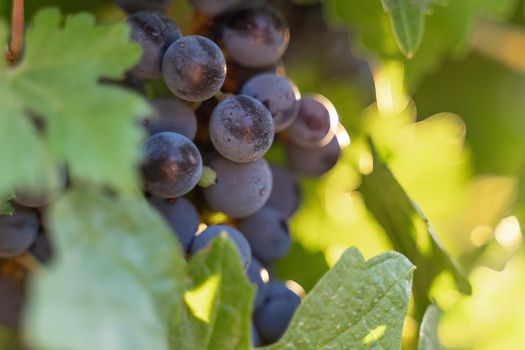 Ripe blue grapes growing in vineyard at sunset time, selective focus. Vineyards grape at sunset in autumn harvest. Winemaking concept. Beautiful grapes ready for harvest. Golden evening light