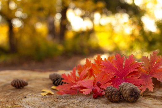 Autumn red maple leaves with berries and spruce cones on a big stump in the yellow forest, selective focus, blurred background, fall season and thanksgiving concept