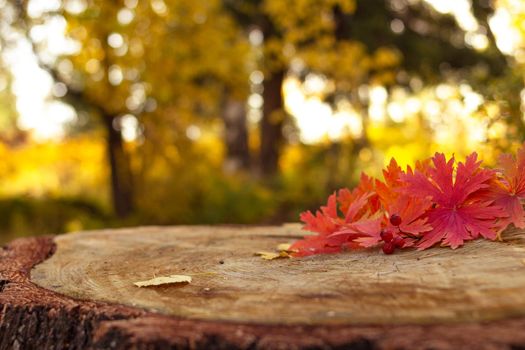 Autumn red maple leaves on a big stump in the yellow forest, blurred background, selective focus, fall season and thanksgiving concept