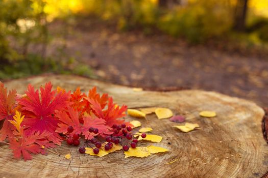 Autumn red maple leaves and berries on a big stump in the yellow forest, blurred background and selective focus, fall season and thanksgiving concept