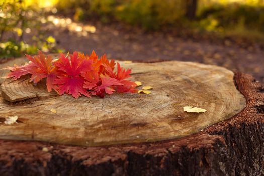Red yellow leaves and berries on a stump at the fall, blurred autumn forest background, fall season and thanksgiving concept, selective focus