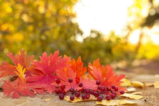 Autumn berries with red maple leaves on a big stump in the yellow forest, selective focus, blurred background, fall season and thanksgiving concept, still life