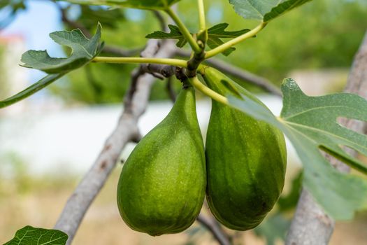 Green raw figs on the branch of a fig tree with morning sun light.