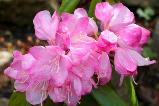 Close-up of a flowering branch. Spring background of nature