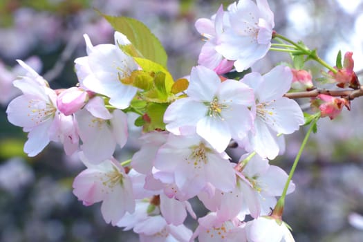 Spring nature background. Blossoming cherry or plum branch. A young branch of an apple tree blossoms in the garden