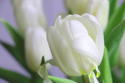 Close-up of a white blooming bouquet of tulips