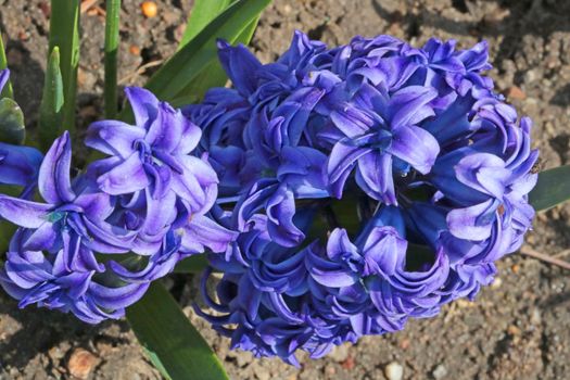 Top view of the flowering Hyacinth in the park