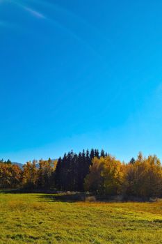 Yellow red forest on a sunny day. Autumn background