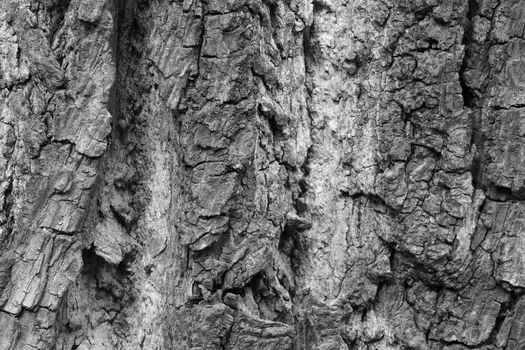 Black and white photo. The texture of the bark of the tree. Background