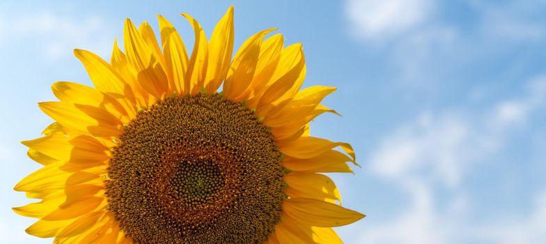 A large flower of a blooming sunflower against a blue sky. Sunflower cultivation