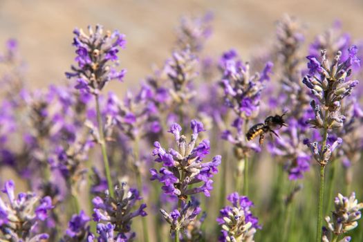 striped bumblebees and bees collect nectar and pollinate purple lavender flowers, Summer sunny day, floral background, beautiful in nature. High quality photo