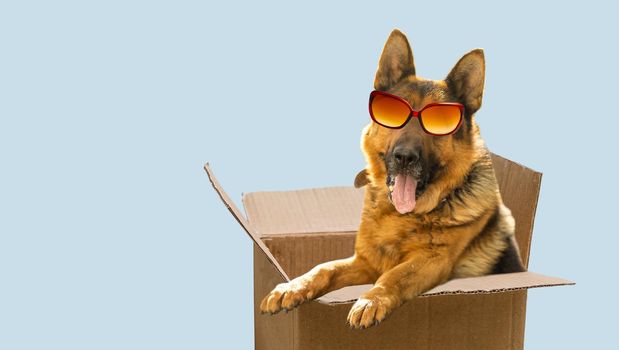close-up of a cute german shepherd dog with sunglasses