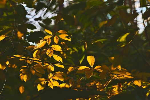 Autumn is the most colorful time of the year from all seasons, when nature changes its usual appearance to golden colors in glimpses of sun.Golden shadow of autumn.Tree branch with yellow leaves