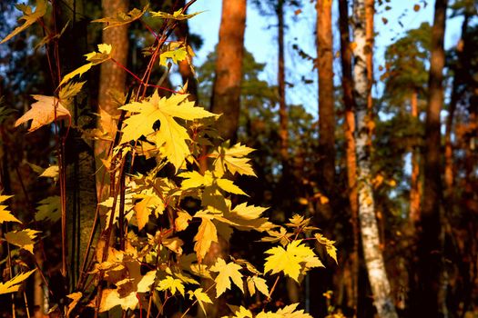 a tree or shrub with lobed leaves, winged fruits, and colorful autumn foliage, grown as an ornamental or for its timber or syrupy sap. Autumn bright maple leaves in sunny day on brown forest.