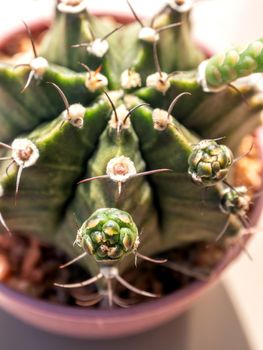 The Small bud of Gymnocalycium Cactus