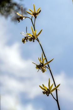 Small Orchid flowers of Eulophia Andamanensis Ground Orchid on the sky background 