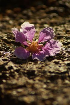 Pink color of Queen's flowers fall on laterite stone floor