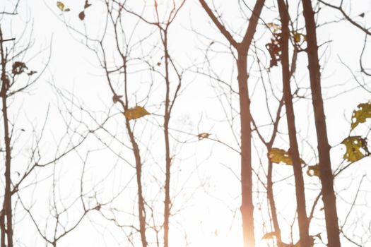 The background image was created by photographing the drought and overgrown teak plantation in the morning light, sunrise in summer