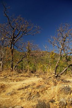 Dryness of deciduous forest in winter at Northern Thailand