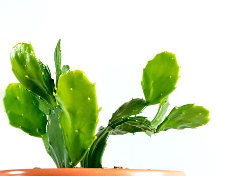 Green leaves on green leafpads of succulent plant Opuntia tuna cactus