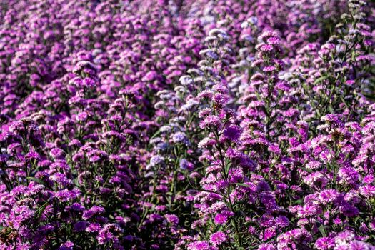 Purple margaret flowers in the flower field, some of which are withering