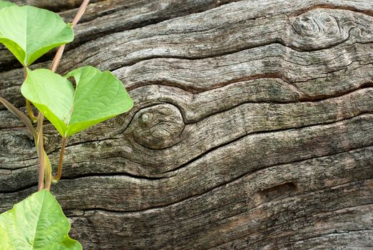 Texture and trenches on surface bark of tree trunk, abstract background