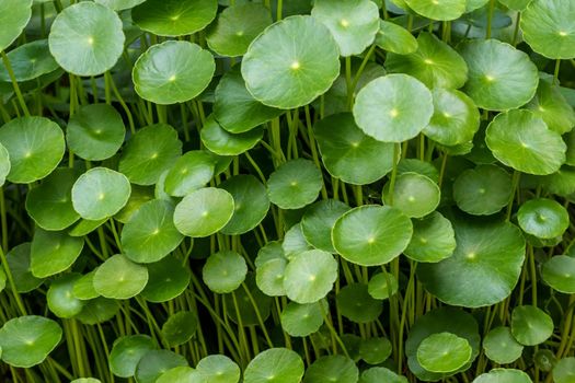 Full-frame leaves of Hydrocotyle umbellate as nature background