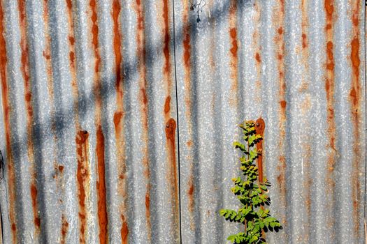 The galvanized steel fence rust and corrosion with weed in front