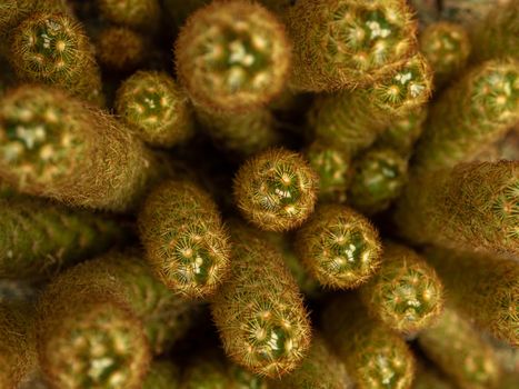 Full-frame Close-up on top of Mammillaria elongata clump