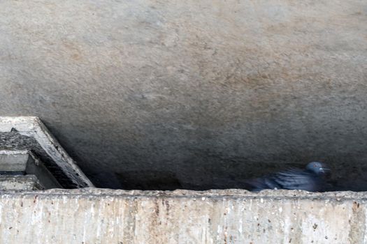 Pigeon that lurk in the gaps between beams and concrete ceilings