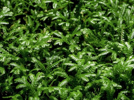 Full-frame texture background of Spike Moss fern leaves