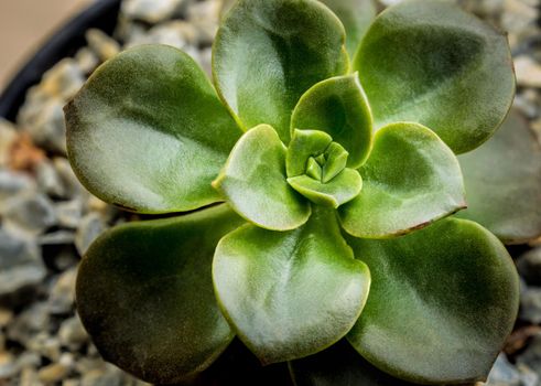 Succulent plant close-up, freshness leaves of Echeveria Melaco