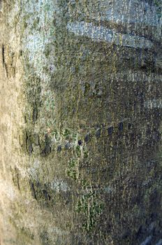 Texture and trenches on surface bark of tree trunk, abstract background