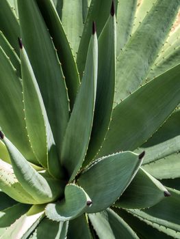 Agave succulent plant, close up white wax on freshness leaves with thorn of Agave leaf