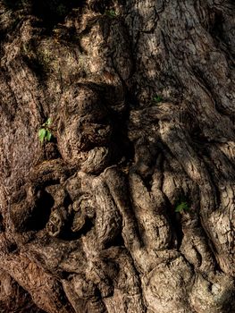 Crevices, wrinkles, and distorted patterns On the trunk of the ancient tamarind tree