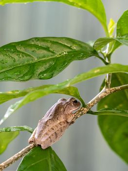 Brown Tree Frog on the small branch of Cape Jasmine